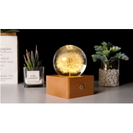 Dandelion specimen dry flower rechargeable night lamp